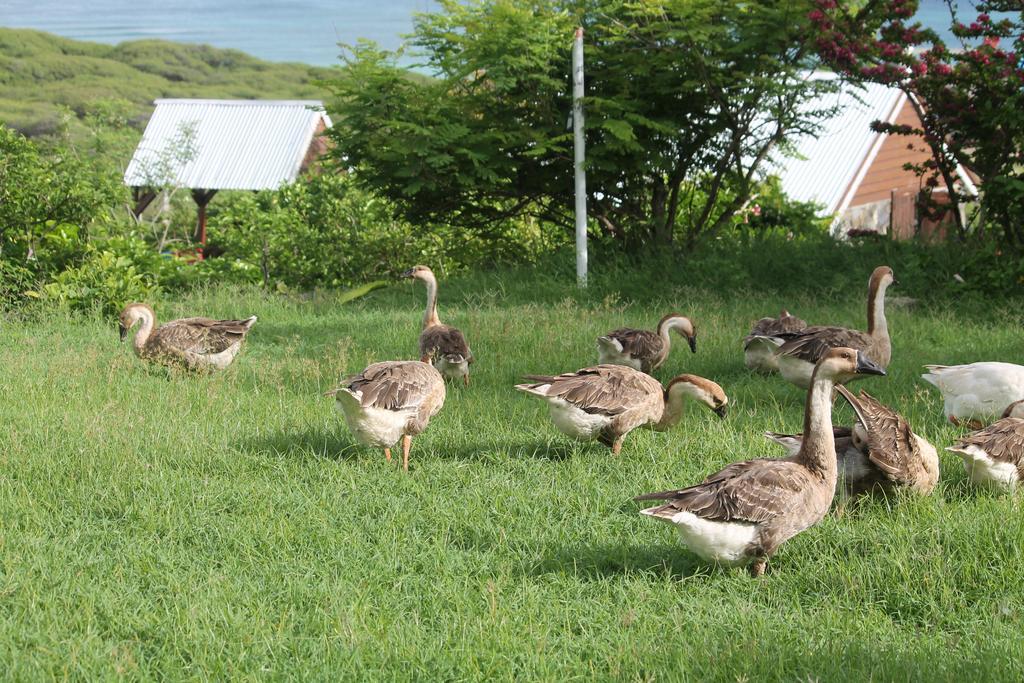 Lodge Foulsafat Bambou